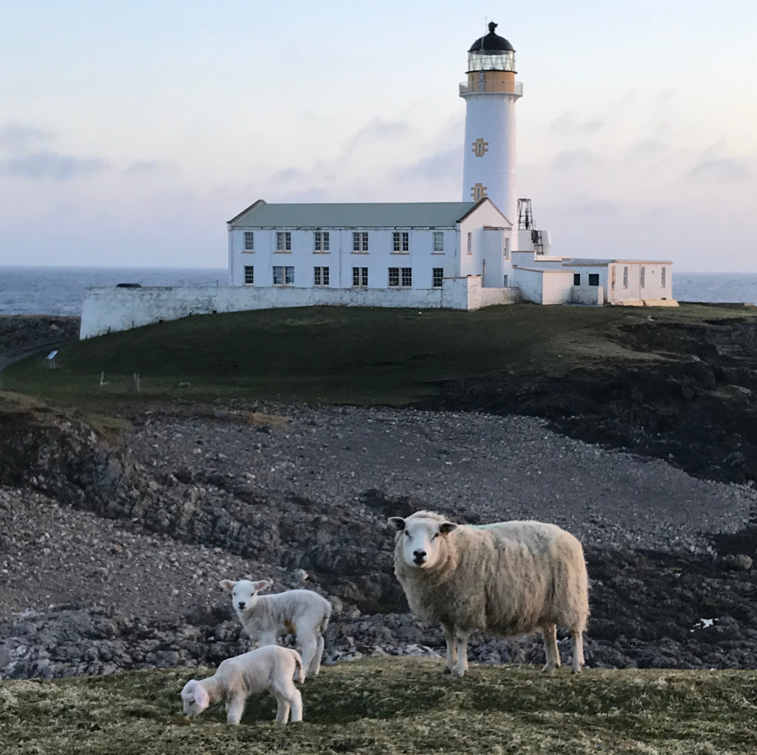 Lambing Season in Fair Isle, Scotland – Knitting Jenny