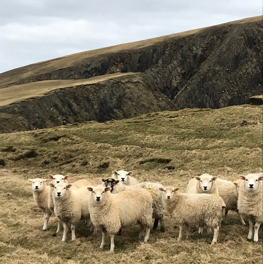 Shetland Wool Week 2024